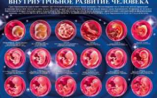 На какой недели беременности можно почувствовать шевеление ребенка