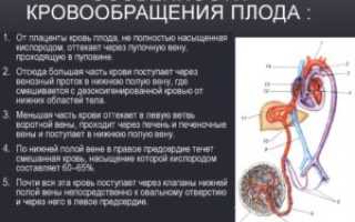 Когда у матери и плода появляется общий кровоток