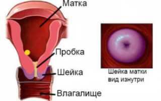 Цвет шейки матки при беременности